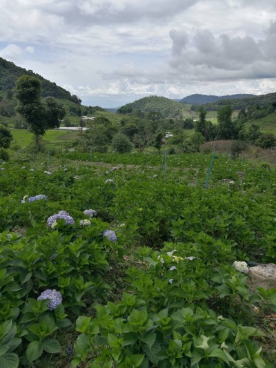 โฮมสเตย์ไร่สุพจน์ผาหมอน อ.จอมทอง (ดอยอินทนนท์)