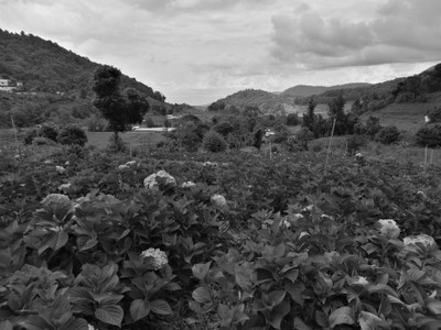 โฮมสเตย์ไร่สุพจน์ผาหมอน อ.จอมทอง (ดอยอินทนนท์)