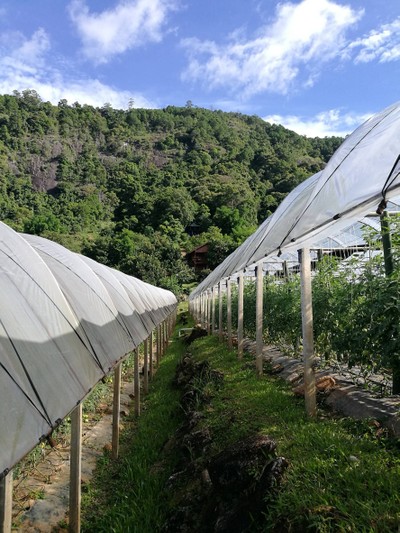 โฮมสเตย์ไร่สุพจน์ผาหมอน อ.จอมทอง (ดอยอินทนนท์)