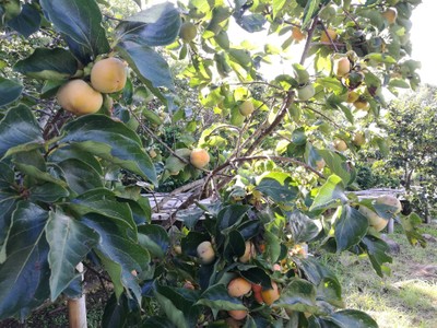 โฮมสเตย์ไร่สุพจน์ผาหมอน อ.จอมทอง (ดอยอินทนนท์)