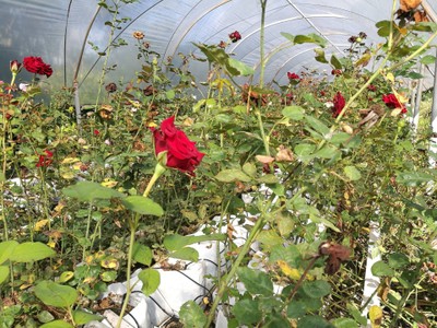 โฮมสเตย์ไร่สุพจน์ผาหมอน อ.จอมทอง (ดอยอินทนนท์)