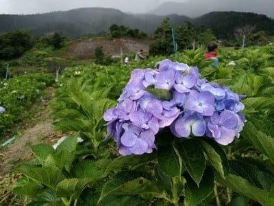 โฮมสเตย์ไร่สุพจน์ผาหมอน อ.จอมทอง (ดอยอินทนนท์)