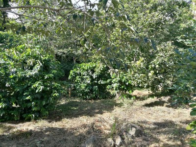 โฮมสเตย์ไร่สุพจน์ผาหมอน อ.จอมทอง (ดอยอินทนนท์)