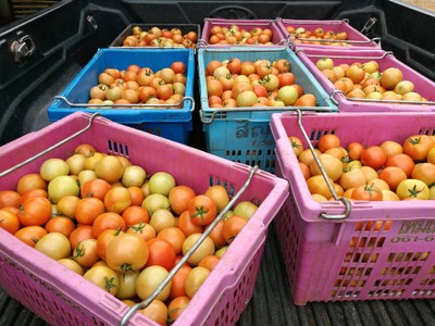 โฮมสเตย์ไร่สุพจน์ผาหมอน อ.จอมทอง (ดอยอินทนนท์)