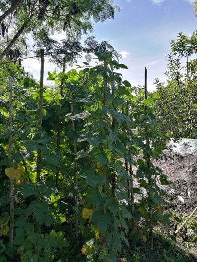 โฮมสเตย์ไร่สุพจน์ผาหมอน อ.จอมทอง (ดอยอินทนนท์)