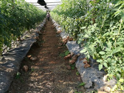 โฮมสเตย์ไร่สุพจน์ผาหมอน อ.จอมทอง (ดอยอินทนนท์)