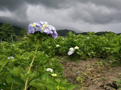 โฮมสเตย์ไร่สุพจน์ผาหมอน อ.จอมทอง (ดอยอินทนนท์)