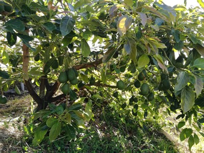 โฮมสเตย์ไร่สุพจน์ผาหมอน อ.จอมทอง (ดอยอินทนนท์)