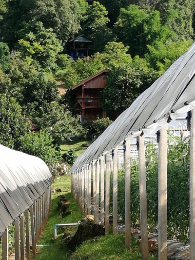 โฮมสเตย์ไร่สุพจน์ผาหมอน อ.จอมทอง (ดอยอินทนนท์)