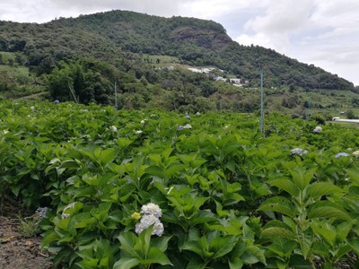 โฮมสเตย์ไร่สุพจน์ผาหมอน อ.จอมทอง (ดอยอินทนนท์)