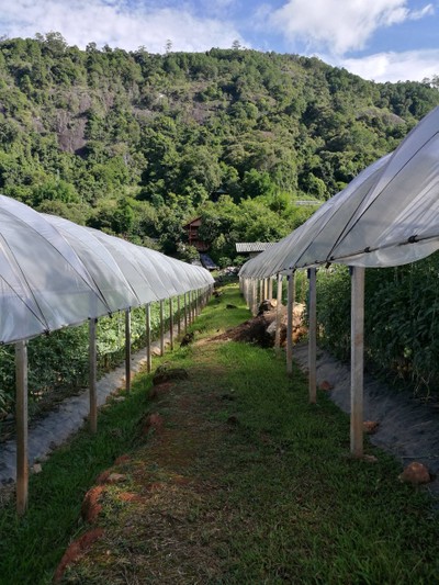 โฮมสเตย์ไร่สุพจน์ผาหมอน อ.จอมทอง (ดอยอินทนนท์)