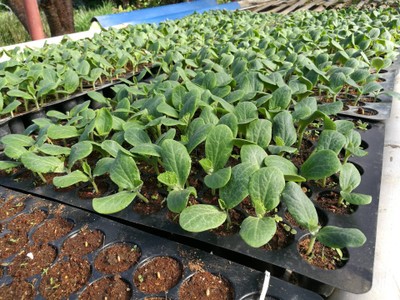 โฮมสเตย์ไร่สุพจน์ผาหมอน อ.จอมทอง (ดอยอินทนนท์)