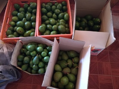 โฮมสเตย์ไร่สุพจน์ผาหมอน อ.จอมทอง (ดอยอินทนนท์)