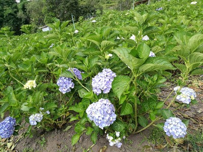 โฮมสเตย์ไร่สุพจน์ผาหมอน อ.จอมทอง (ดอยอินทนนท์)