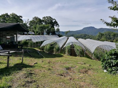 โฮมสเตย์ไร่สุพจน์ผาหมอน อ.จอมทอง (ดอยอินทนนท์)