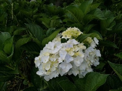 โฮมสเตย์ไร่สุพจน์ผาหมอน อ.จอมทอง (ดอยอินทนนท์)