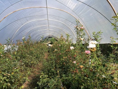 โฮมสเตย์ไร่สุพจน์ผาหมอน อ.จอมทอง (ดอยอินทนนท์)