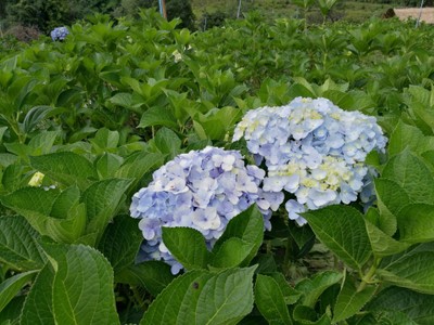 โฮมสเตย์ไร่สุพจน์ผาหมอน อ.จอมทอง (ดอยอินทนนท์)