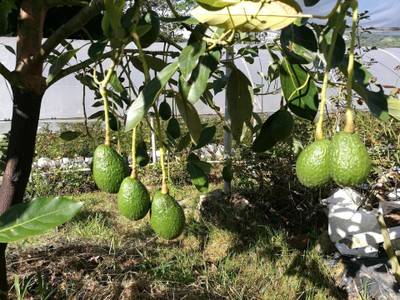 โฮมสเตย์ไร่สุพจน์ผาหมอน อ.จอมทอง (ดอยอินทนนท์)