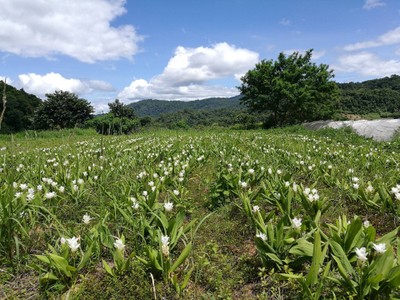 โฮมสเตย์ไร่สุพจน์ผาหมอน อ.จอมทอง (ดอยอินทนนท์)