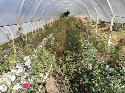 โฮมสเตย์ไร่สุพจน์ผาหมอน อ.จอมทอง (ดอยอินทนนท์)