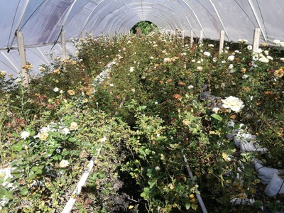 โฮมสเตย์ไร่สุพจน์ผาหมอน อ.จอมทอง (ดอยอินทนนท์)