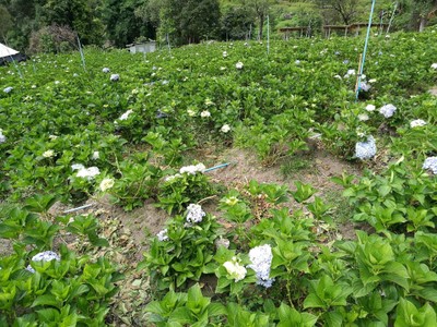 โฮมสเตย์ไร่สุพจน์ผาหมอน อ.จอมทอง (ดอยอินทนนท์)