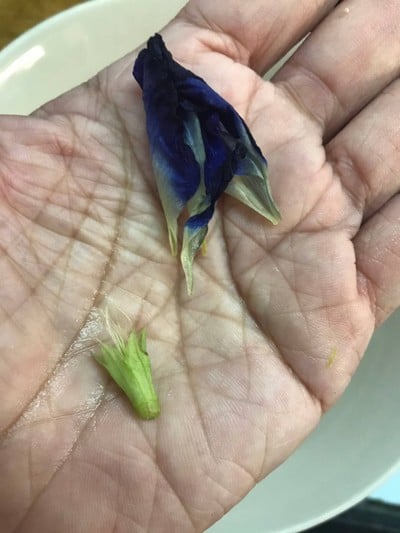 วิธีทำ น้ำดอกอัญชันเข้มข้น สำหรับทำขนม วิธีทำ น้ำดอกอัญชันเข้มข้น สำหรับทำขนม