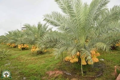 สวนทุ่งทองคำ อินทผลัมทุ่งกุลา ร้อยเอ็ด