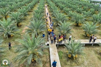 สวนทุ่งทองคำ อินทผลัมทุ่งกุลา ร้อยเอ็ด