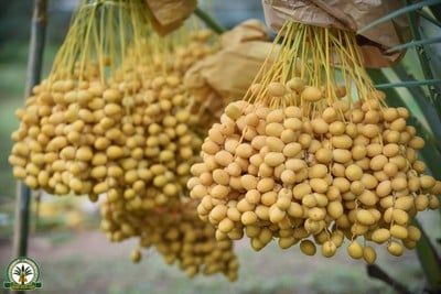 สวนทุ่งทองคำ อินทผลัมทุ่งกุลา ร้อยเอ็ด