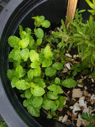 วิธีทำ Virgin Mojito 🍹