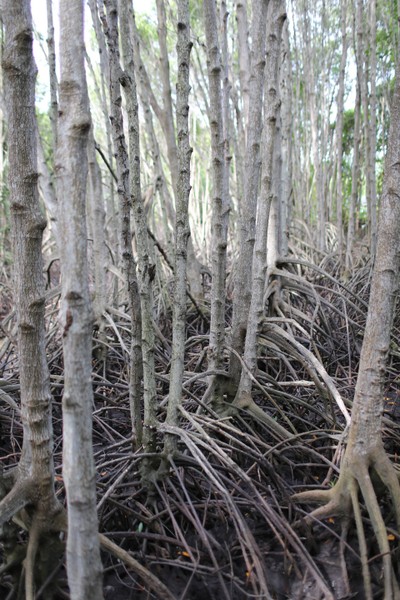 ต้นโกงกาง มากมาย สวยงาม