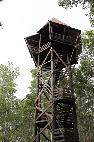 หอดูเรือนยอดไม้