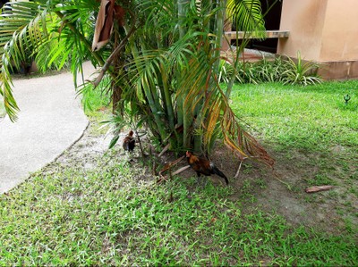 เค้าเลี้ยงไก่ไว้ด้วย