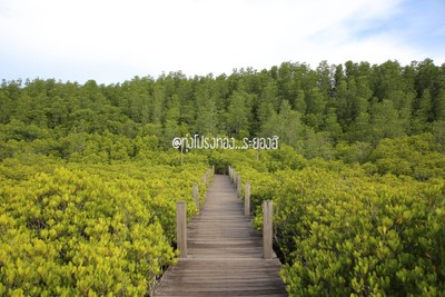 Highlight ทุ่งโปรงทอง