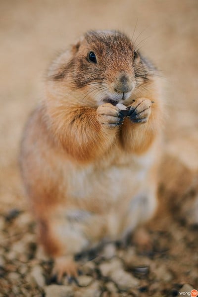 เจ้าน้องแพรี่ด๊อก