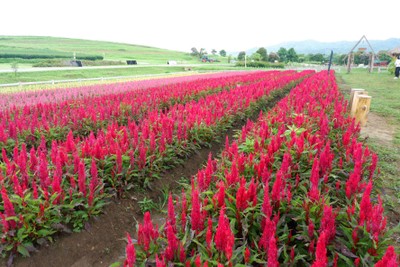 🌲🌿วันเดียวเที่ยวเชียงราย🚗เที่ยวคนเดียวกูก็ไป📸