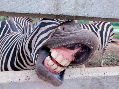 🌲🌿วันเดียวเที่ยวเชียงราย🚗เที่ยวคนเดียวกูก็ไป📸