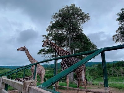🌲🌿วันเดียวเที่ยวเชียงราย🚗เที่ยวคนเดียวกูก็ไป📸