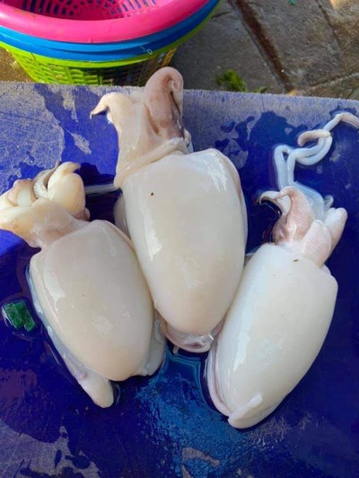 หมึกกระดองพร้อมย่าง