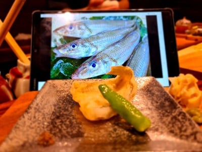 Sharkfin Trmpura