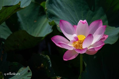 12 ที่เที่ยวสกลนคร ออนซอนหลาย