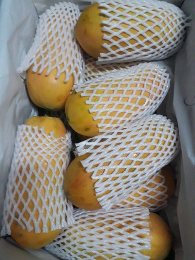 มะละกอฮอนแลน 1กิโลกรัม