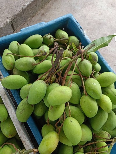 มะม่วงอ่อนพิมเสน