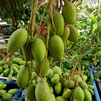 มะม่วงอ่อน พิมเสน น้ำปลาร้า