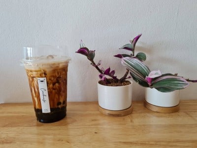 ชานมไข่มุกบราวน์ชูก้า