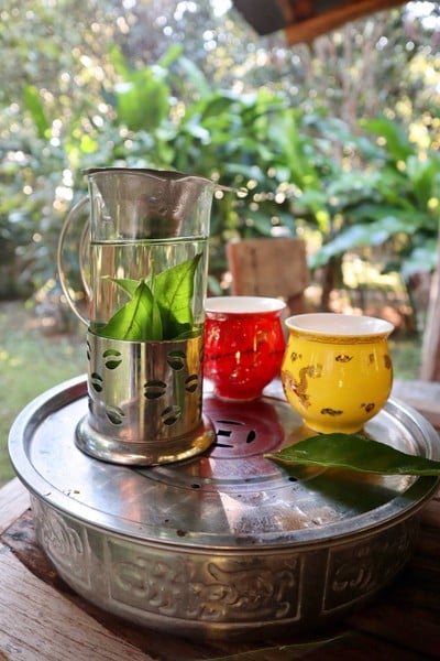 ชาใบโปร่งฟ้า