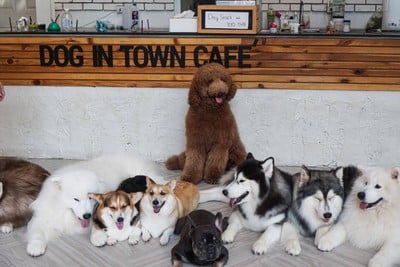 Dog In Town Ari อารีย์