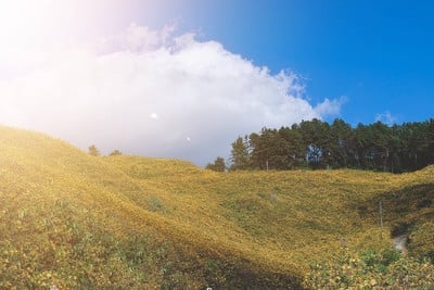 ทุ่งดอกบัวตอง